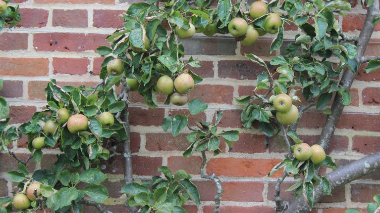 Trained apples in the Walled Garden of Felbrigg Hall